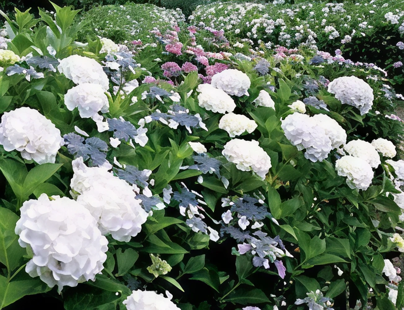 猪名川町の風景4