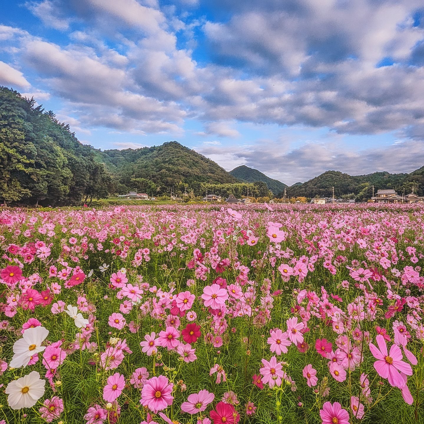 花・観光農園など